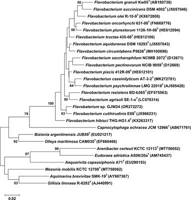 Flavobacterium sp. strain GJW24 ameliorates drought resistance in Arabidopsis and Brassica